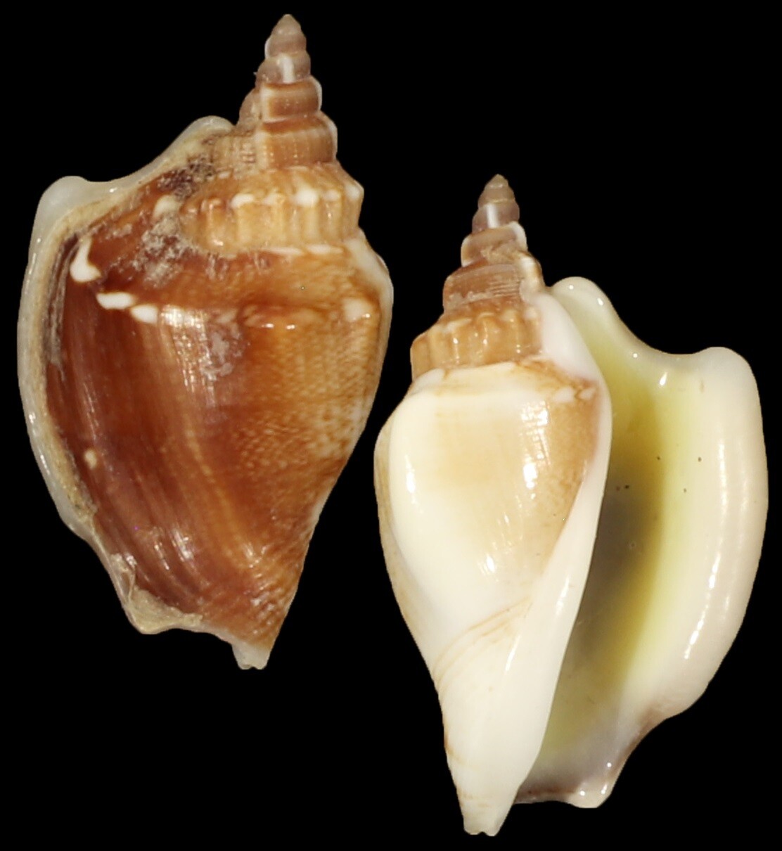 Ministrombus minimus