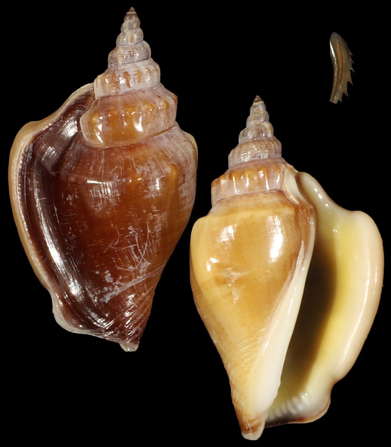 Ministrombus minimus