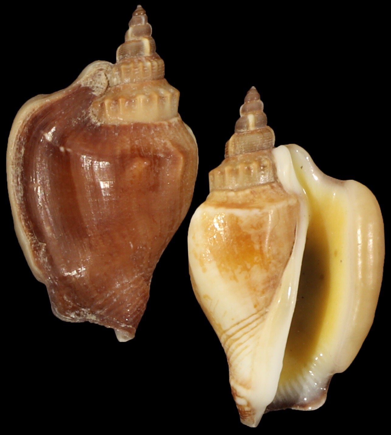 Ministrombus minimus