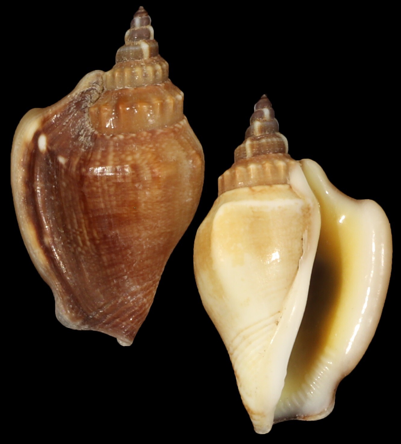 Ministrombus minimus