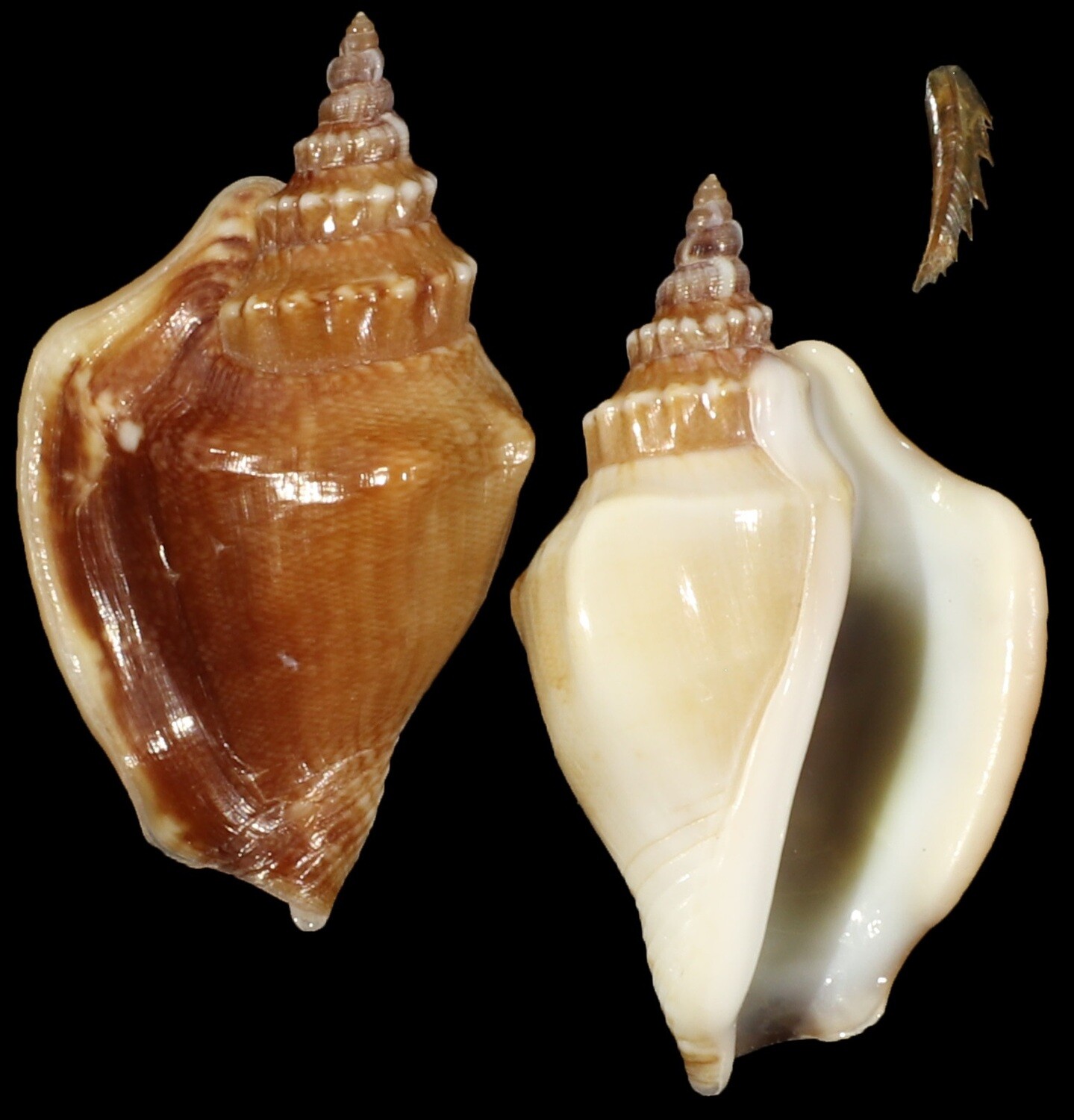 Ministrombus minimus