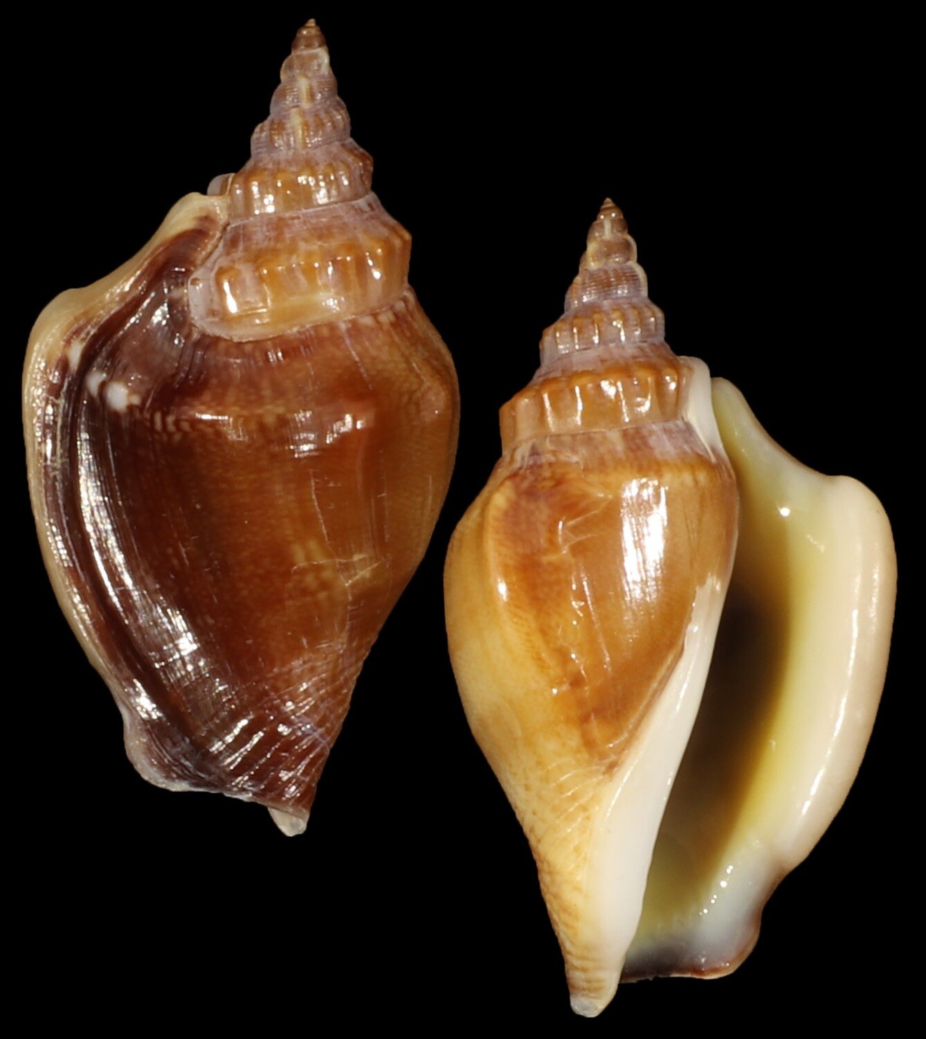 Ministrombus minimus