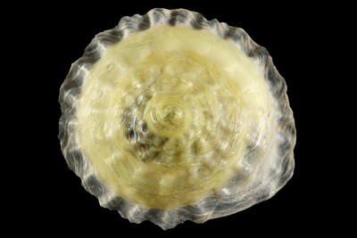 Geotrochatella martensi