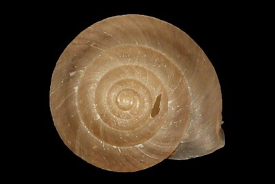 Aegista lautsi micra