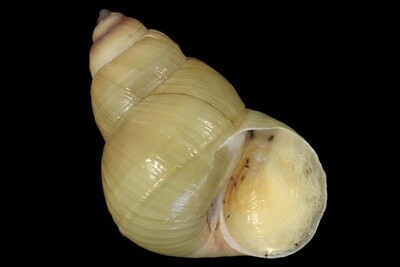 Sinotaia quadrata f. purificata