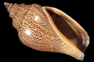 Canarium labiatum