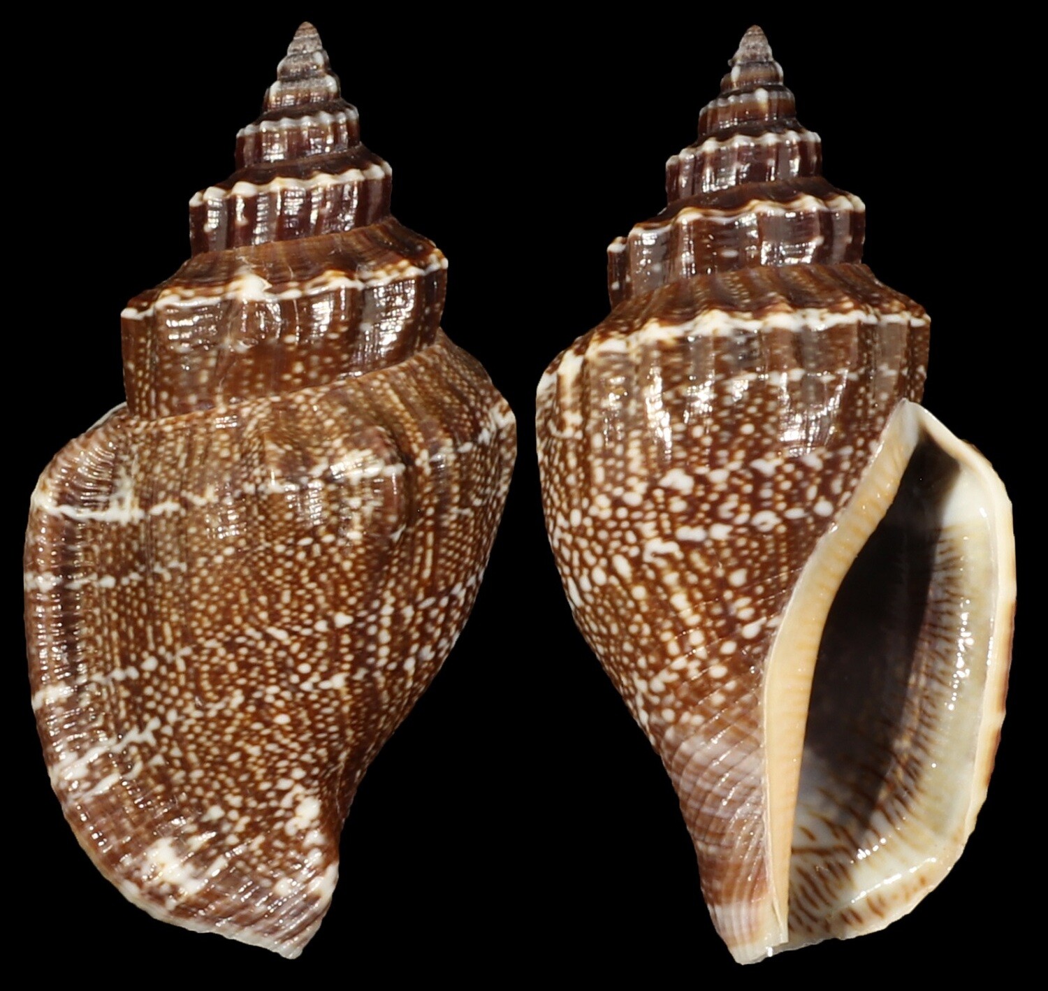 Canarium labiatum