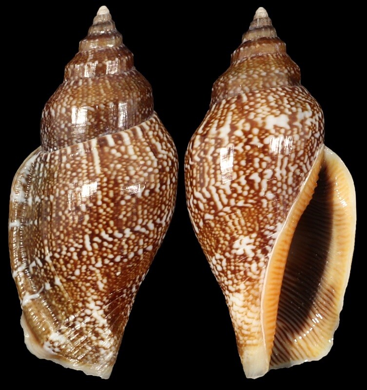 Canarium labiatum