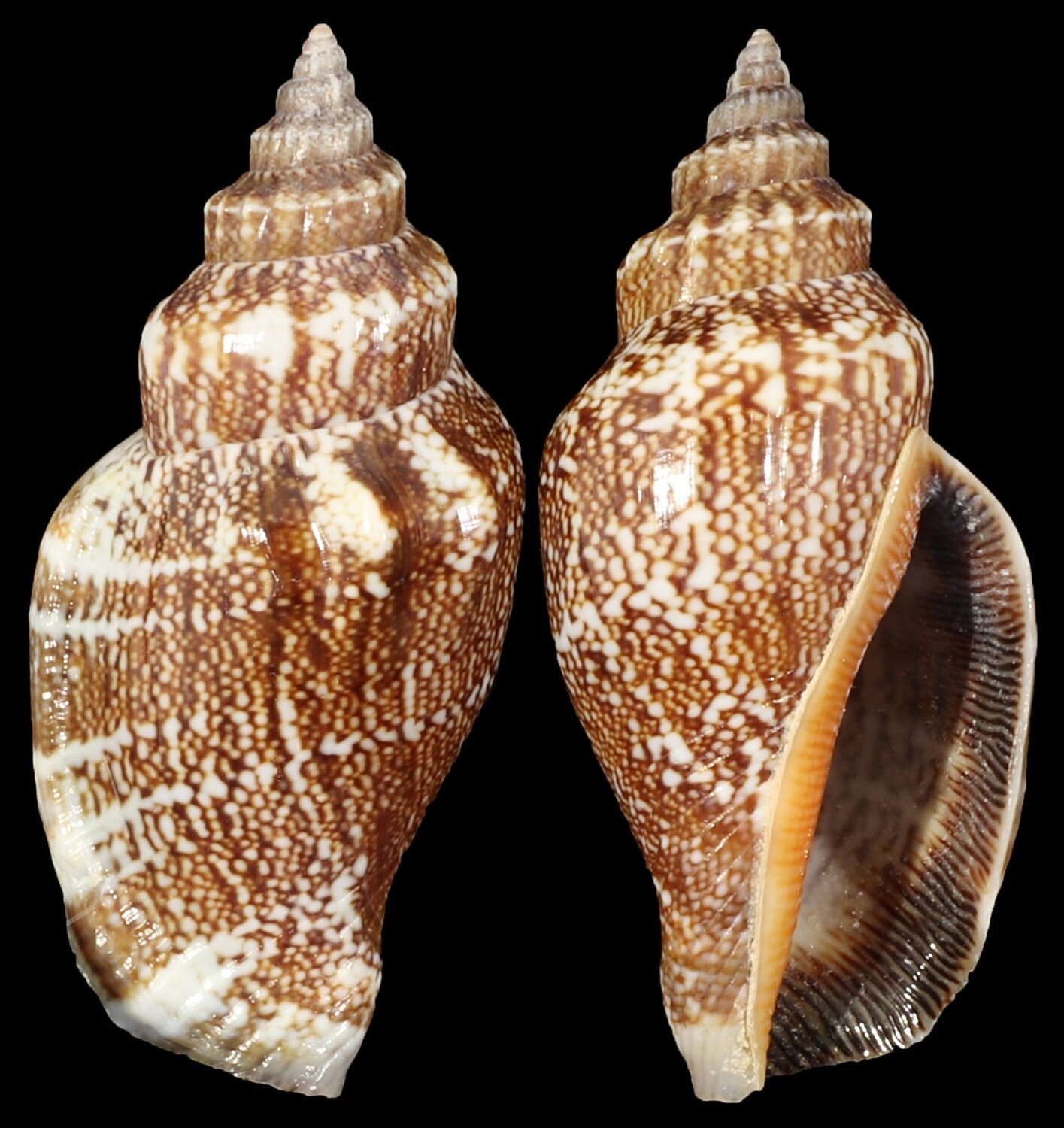 Canarium labiatum