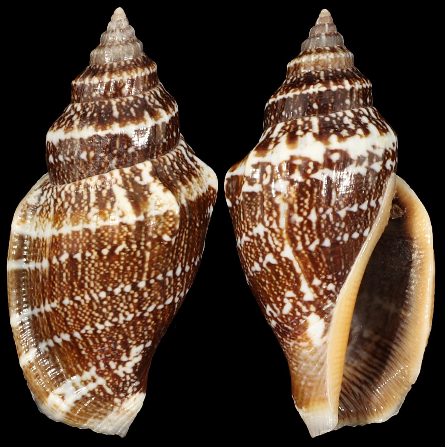 Canarium labiatum