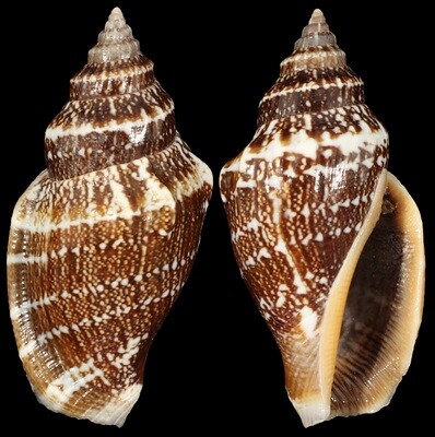 Canarium labiatum