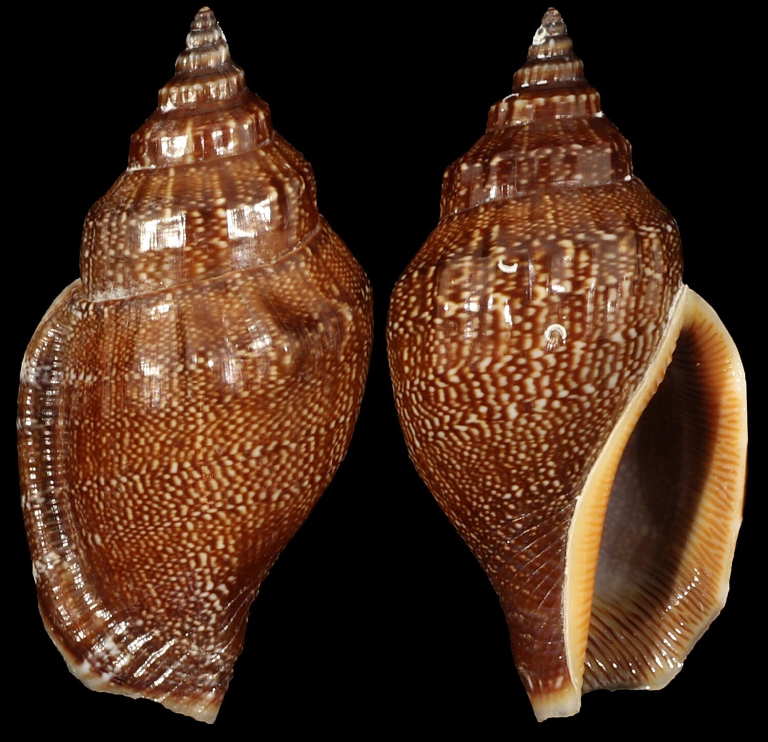 Canarium labiatum