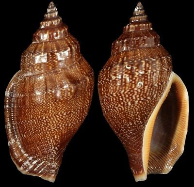 Canarium labiatum