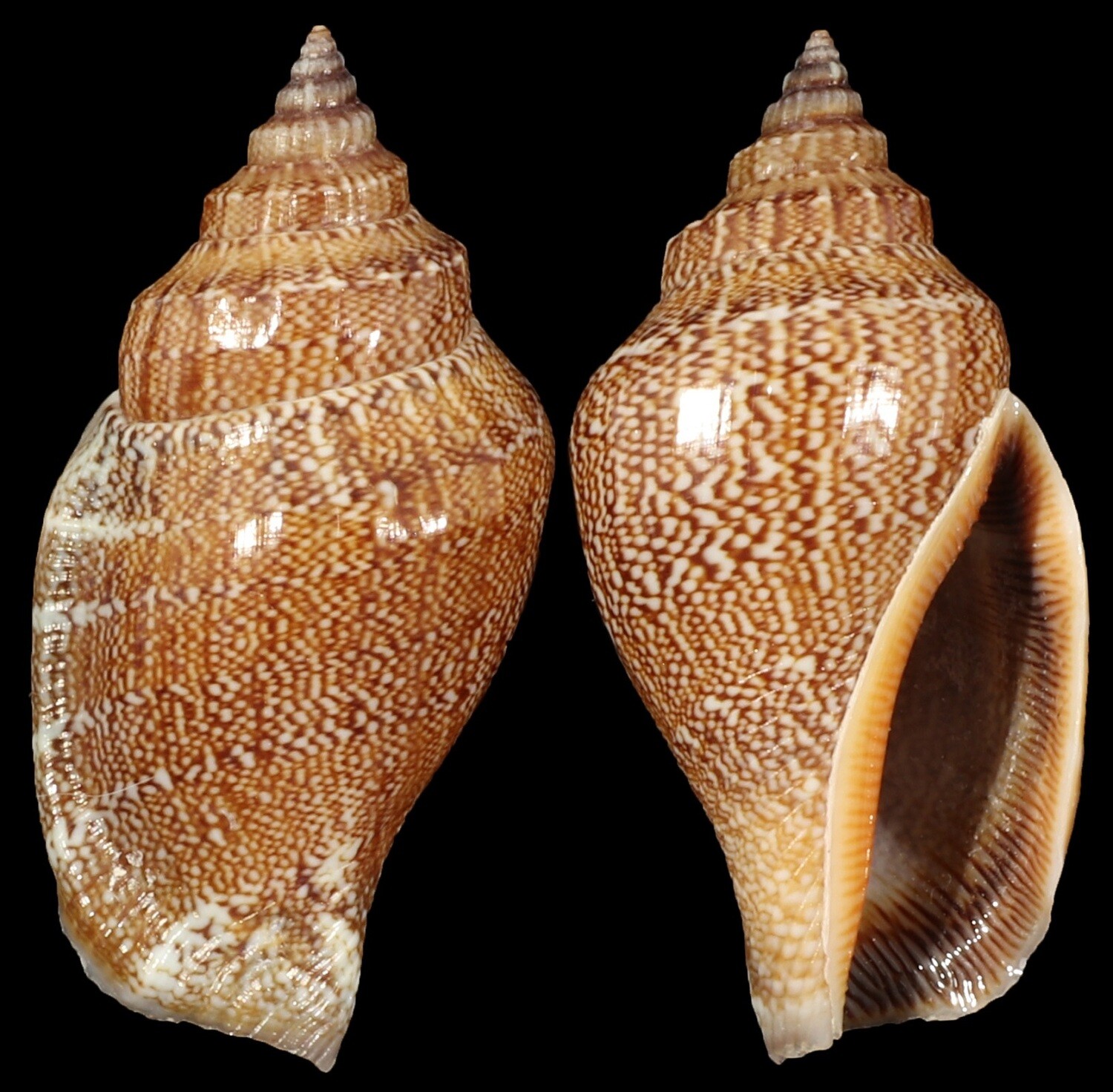 Canarium labiatum