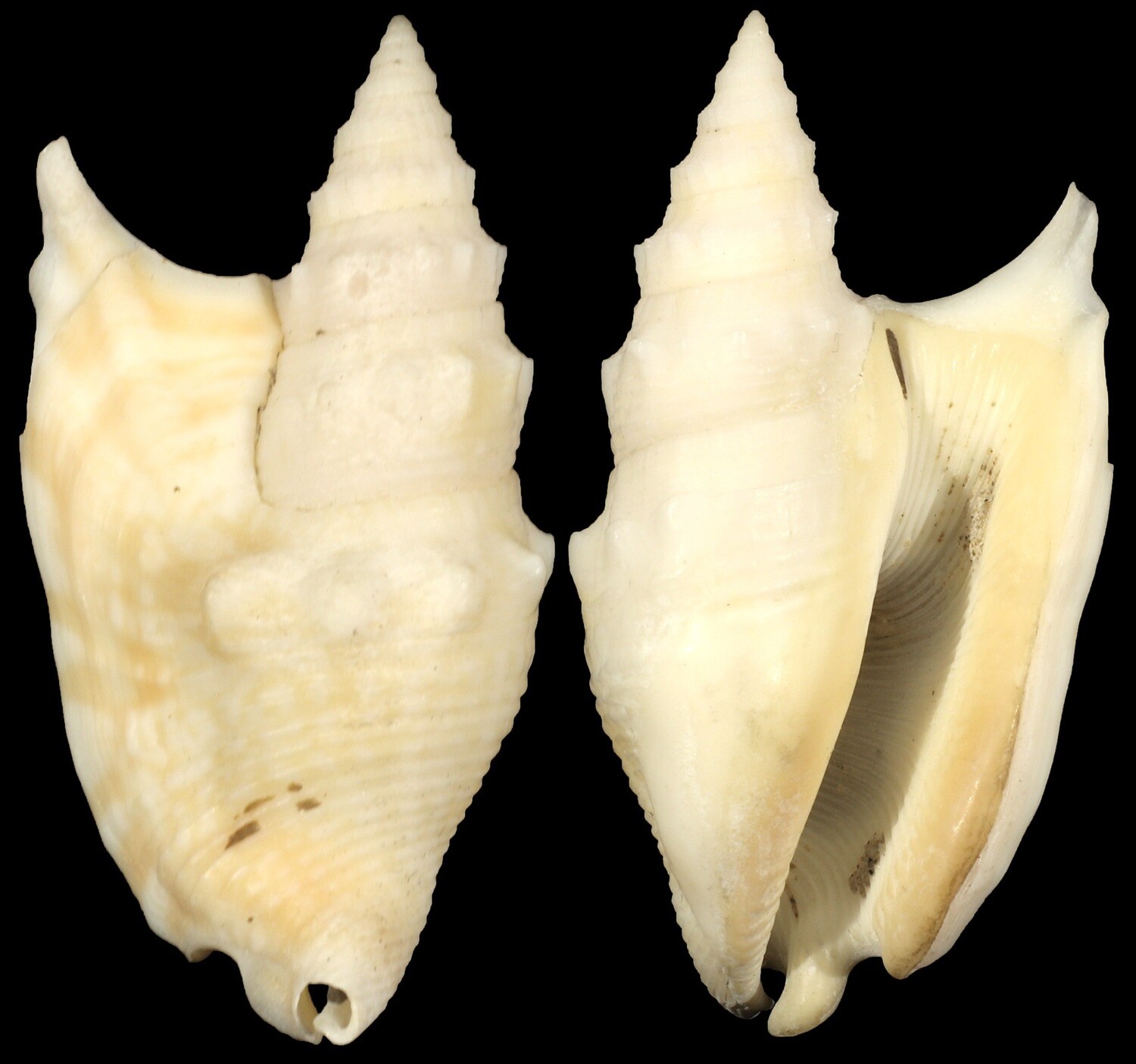 Euprotomus hawaiensis