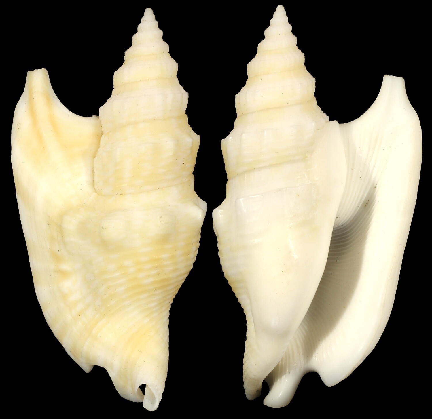 Euprotomus hawaiensis