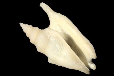 Euprotomus hawaiensis