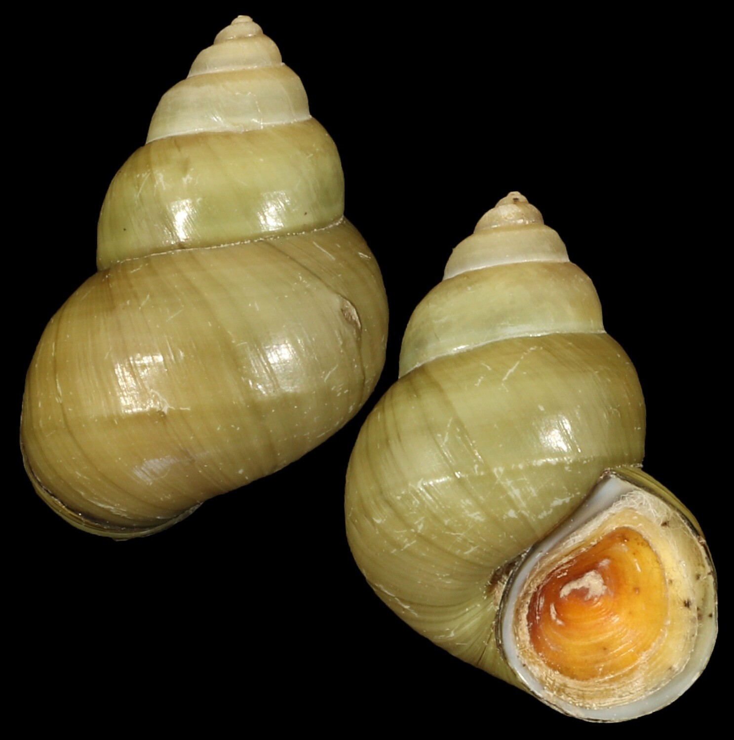 Sinotaia quadrata f. purificata