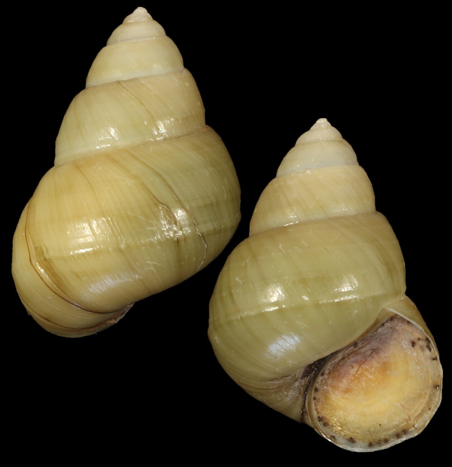 Sinotaia quadrata f. purificata