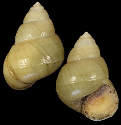 Sinotaia quadrata f. purificata