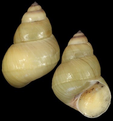 Sinotaia quadrata f. purificata