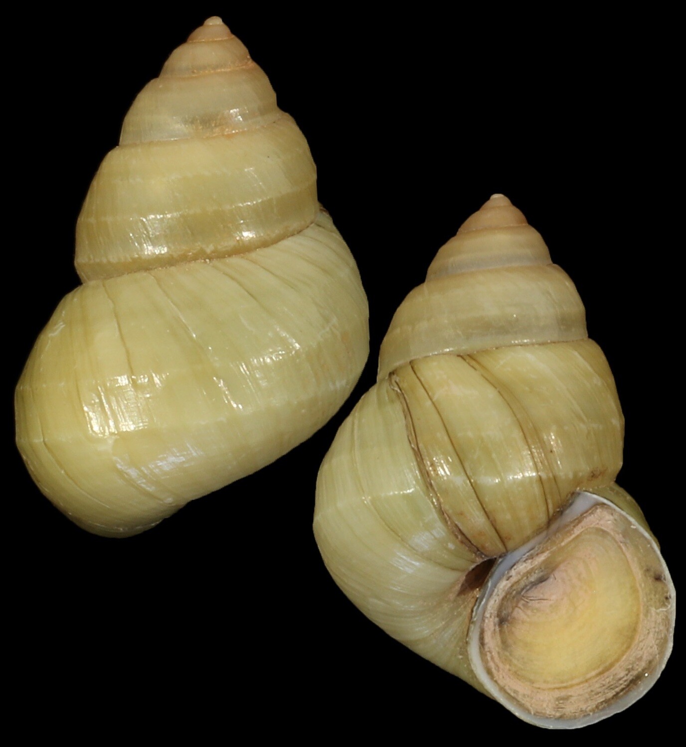 Sinotaia quadrata f. purificata