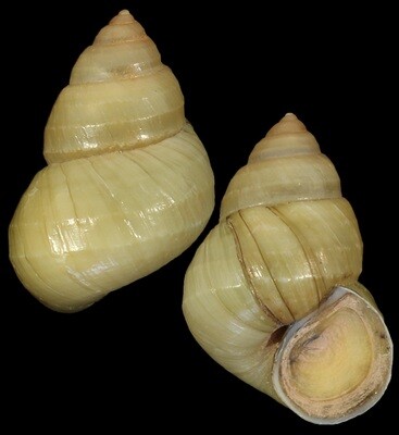 Sinotaia quadrata f. purificata