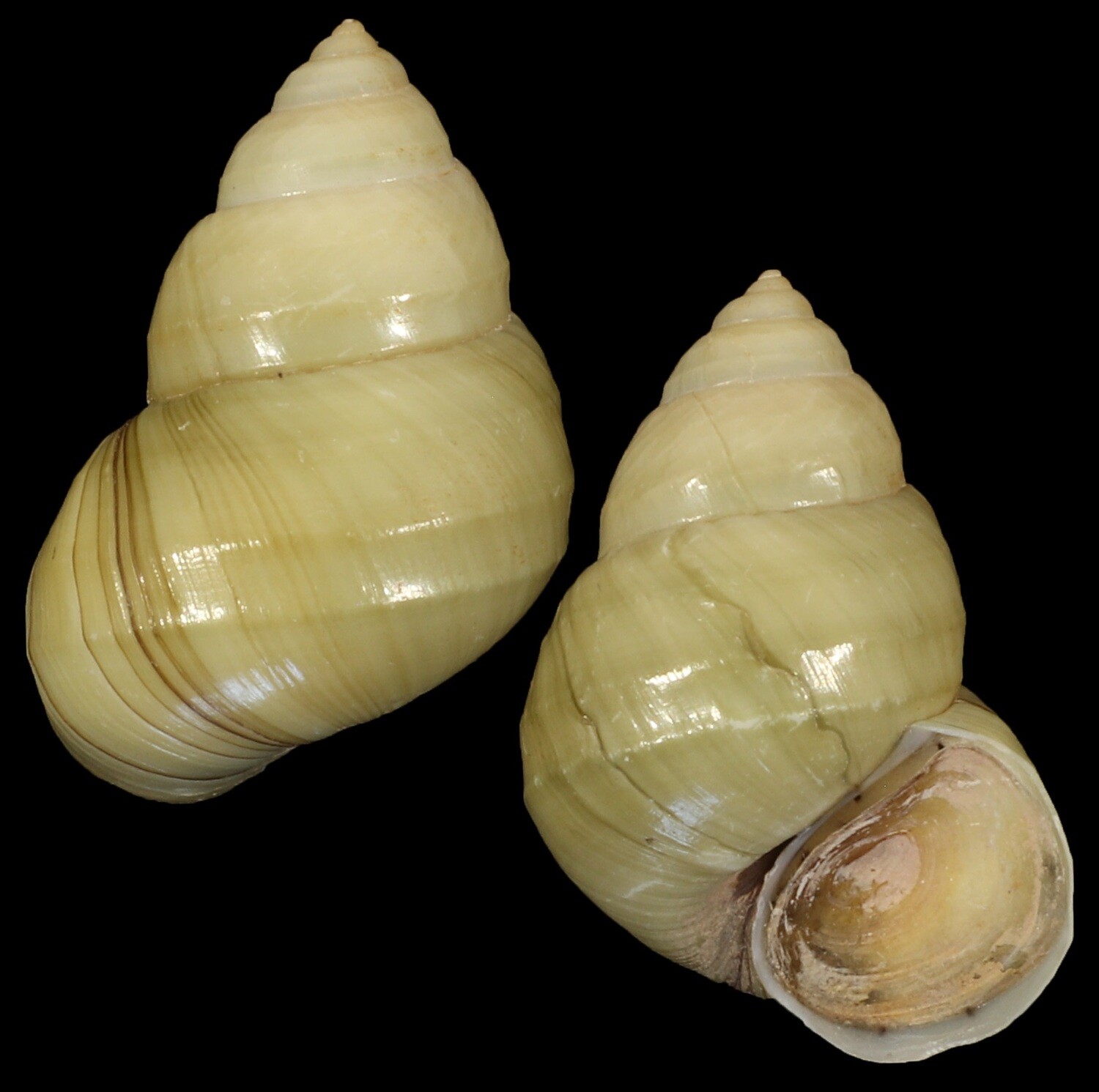 Sinotaia quadrata f. purificata