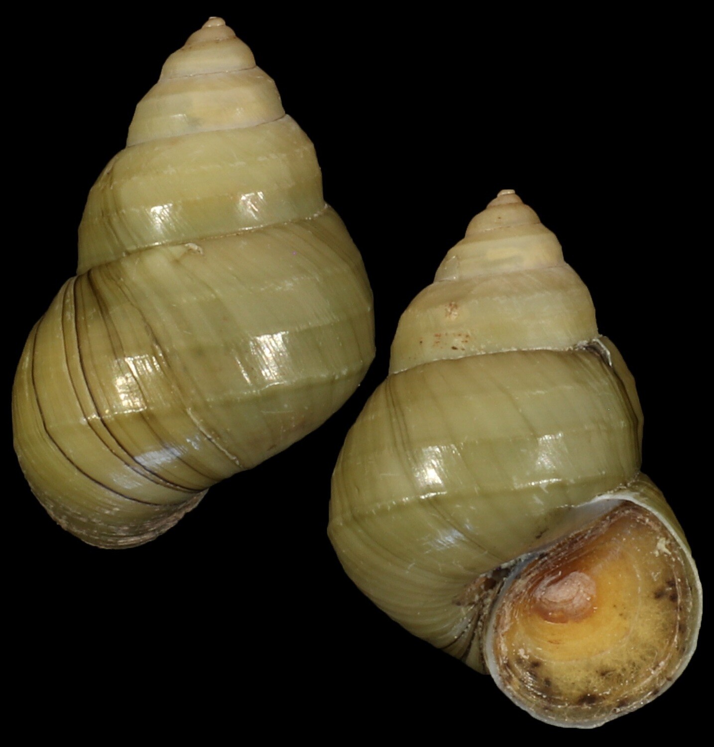 Sinotaia quadrata f. purificata