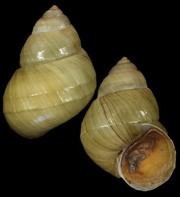 Sinotaia quadrata f. purificata