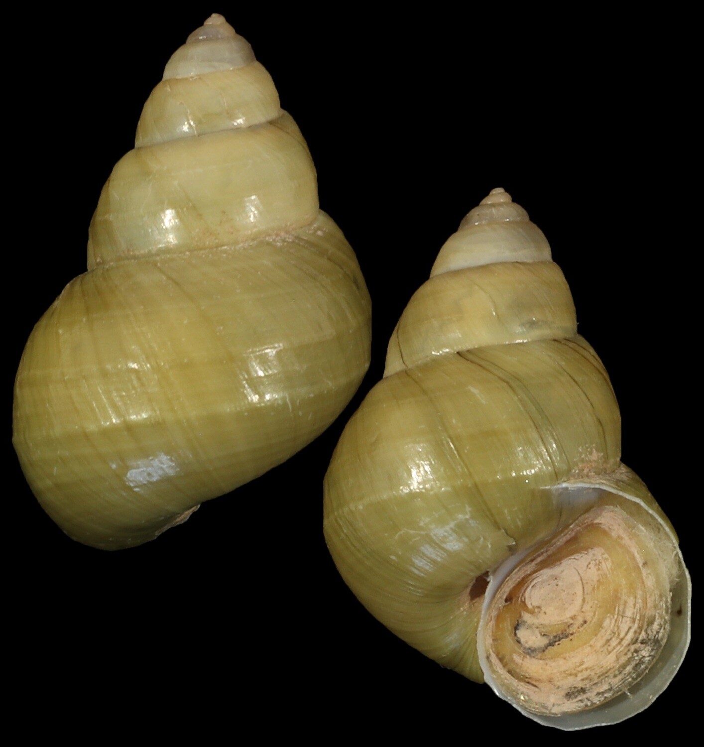 Sinotaia quadrata f. purificata
