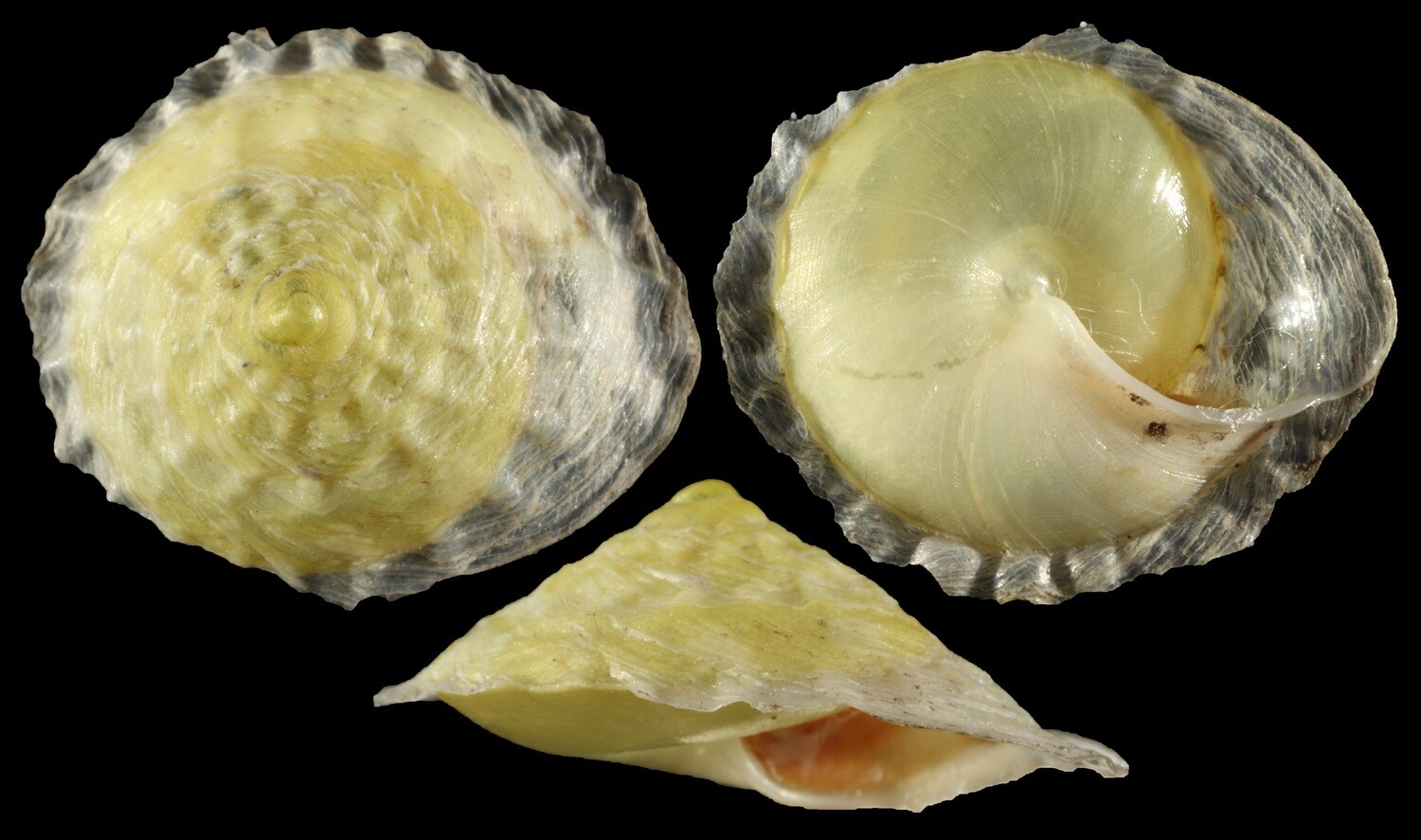 Geotrochatella martensi