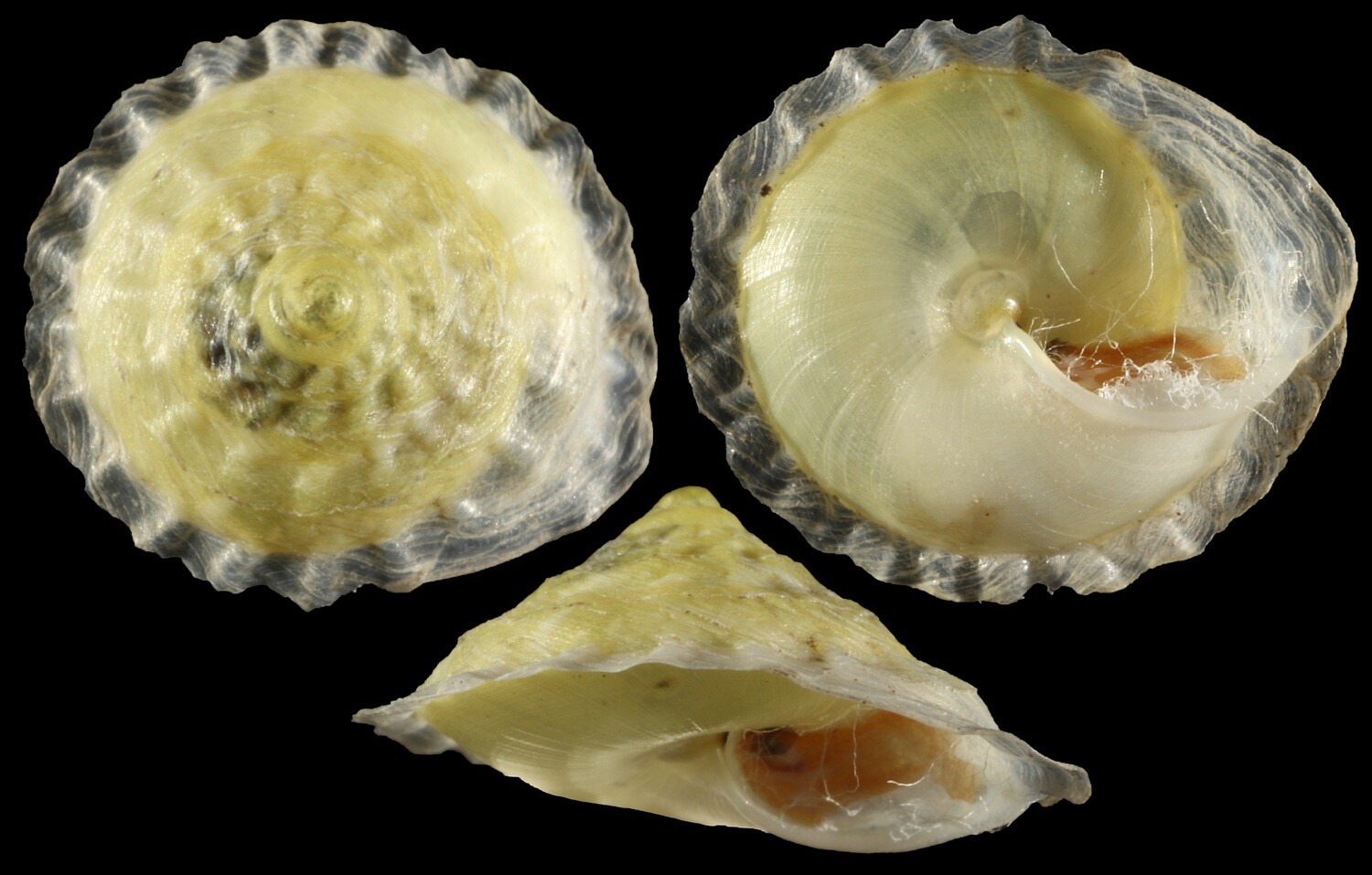 Geotrochatella martensi