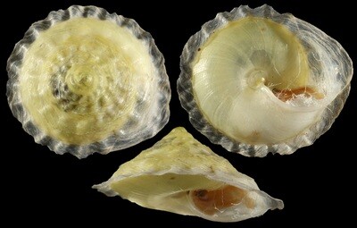 Geotrochatella martensi