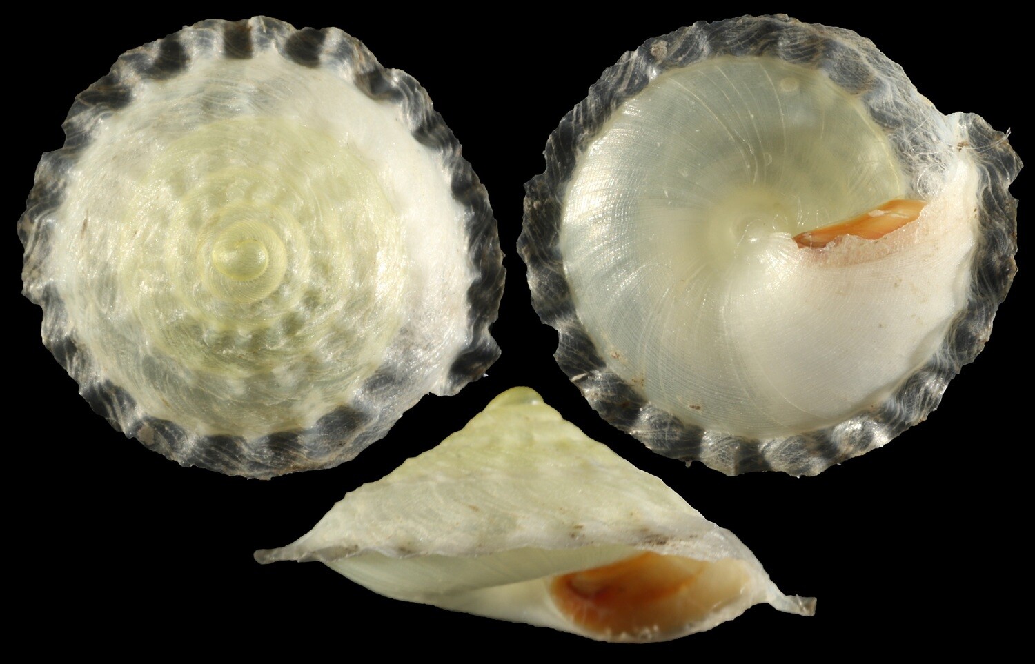 Geotrochatella martensi