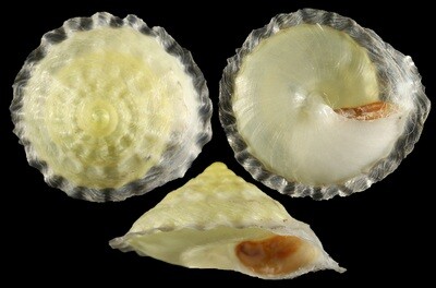 Geotrochatella martensi