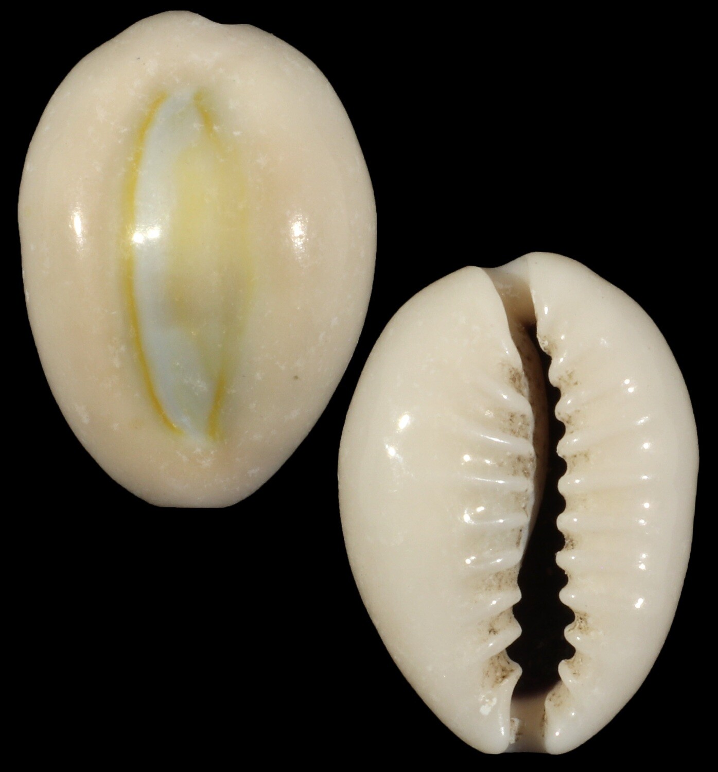 Monetaria obvelata