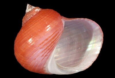 Pseudostomatella papyracea