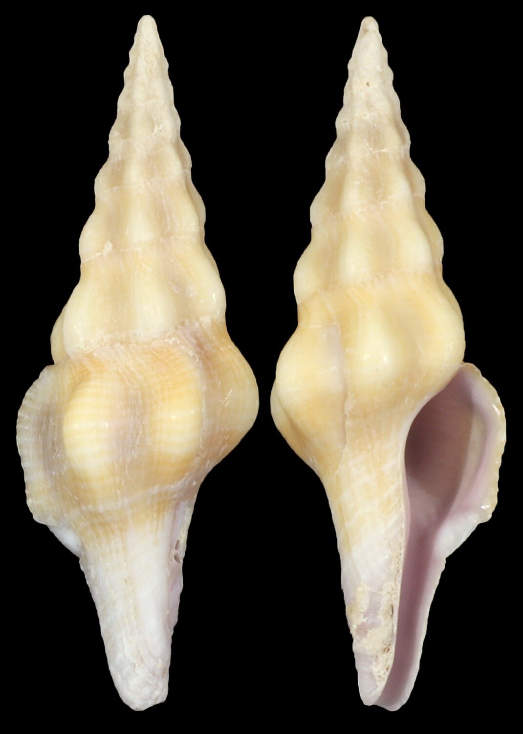 Benimakia lanceolata