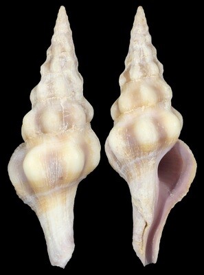 Benimakia lanceolata