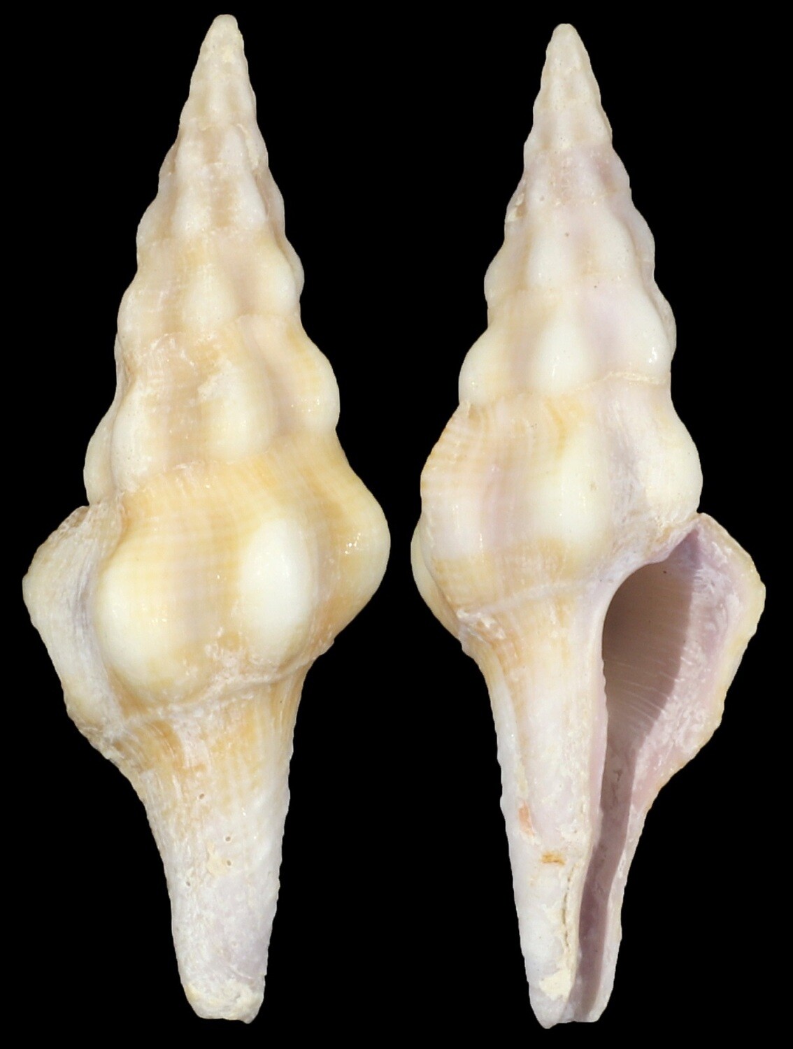 Benimakia lanceolata