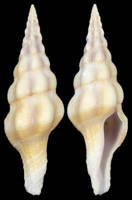 Benimakia lanceolata
