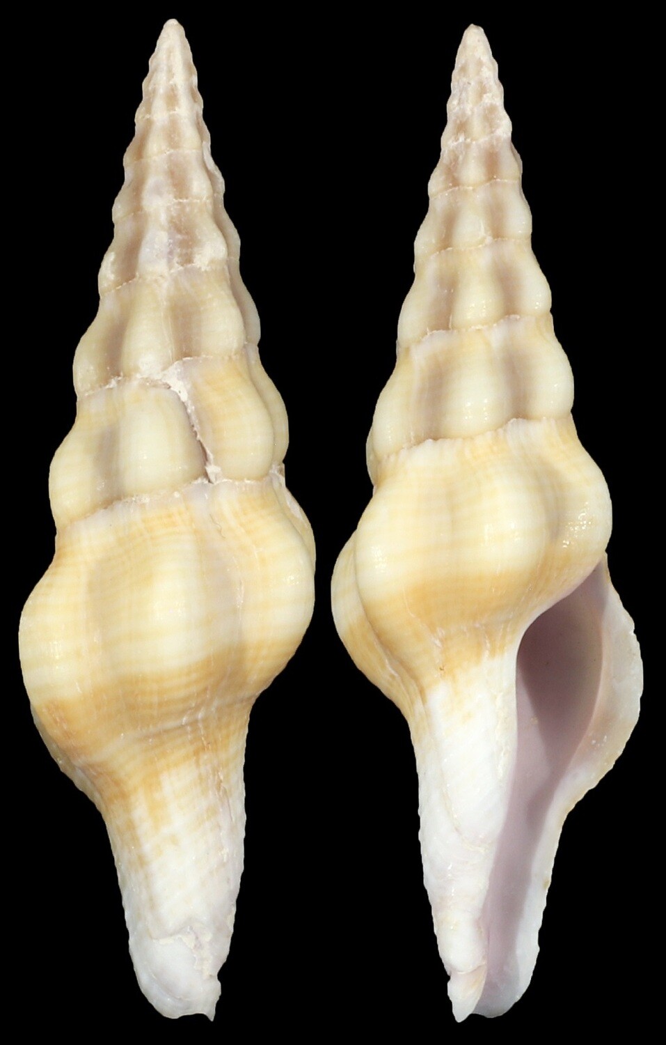 Benimakia lanceolata