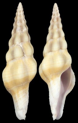Benimakia lanceolata