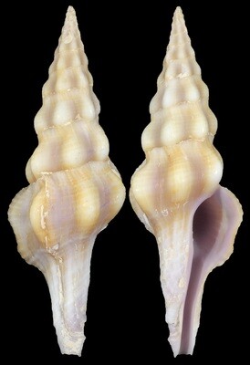 Benimakia lanceolata