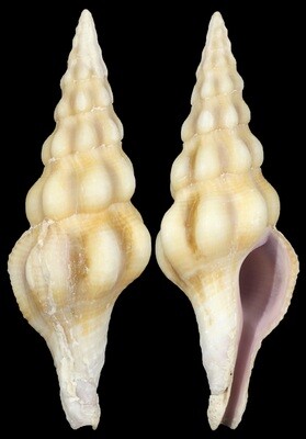 Benimakia lanceolata