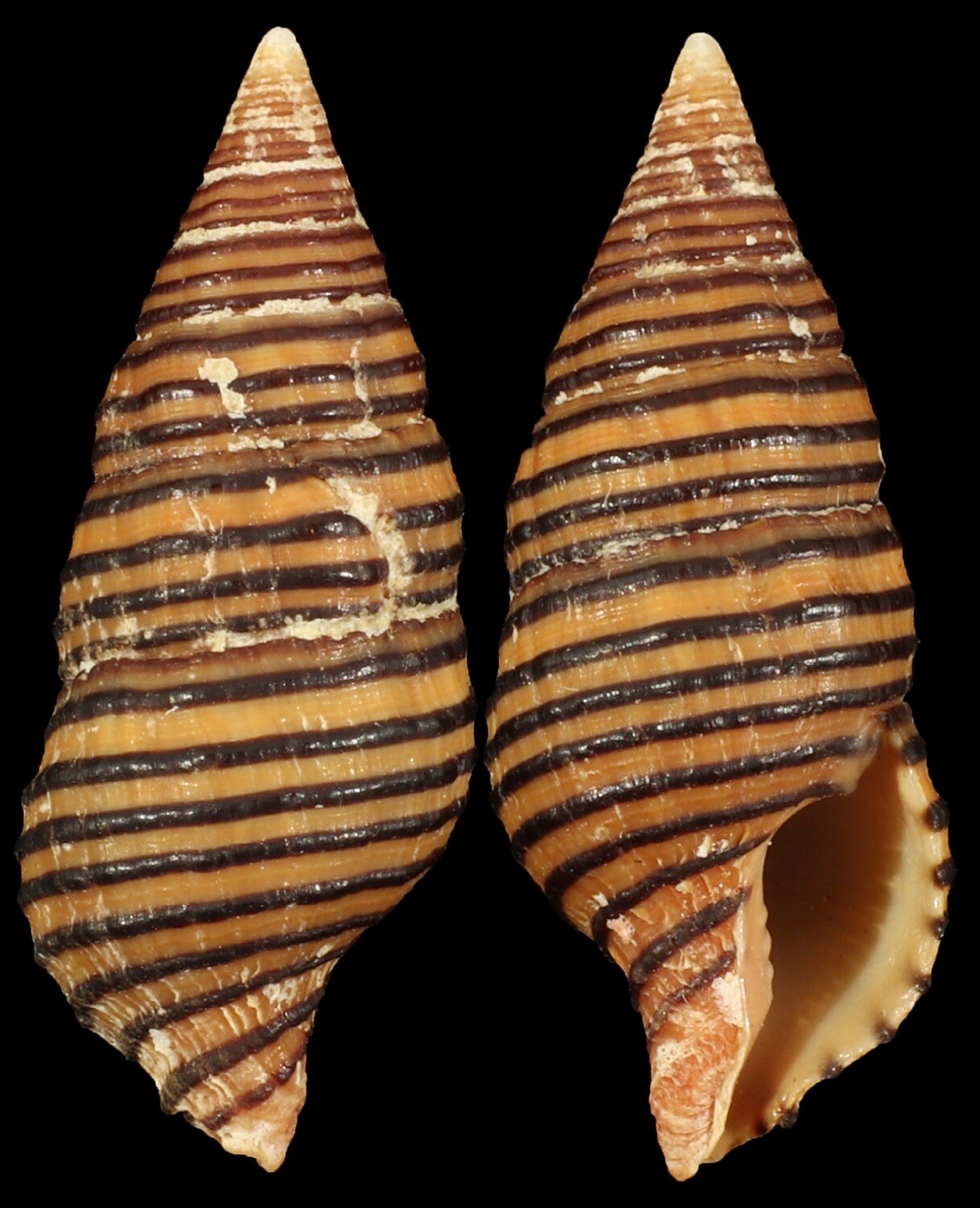 Turrilatirus turritus