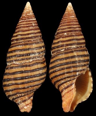 Turrilatirus turritus