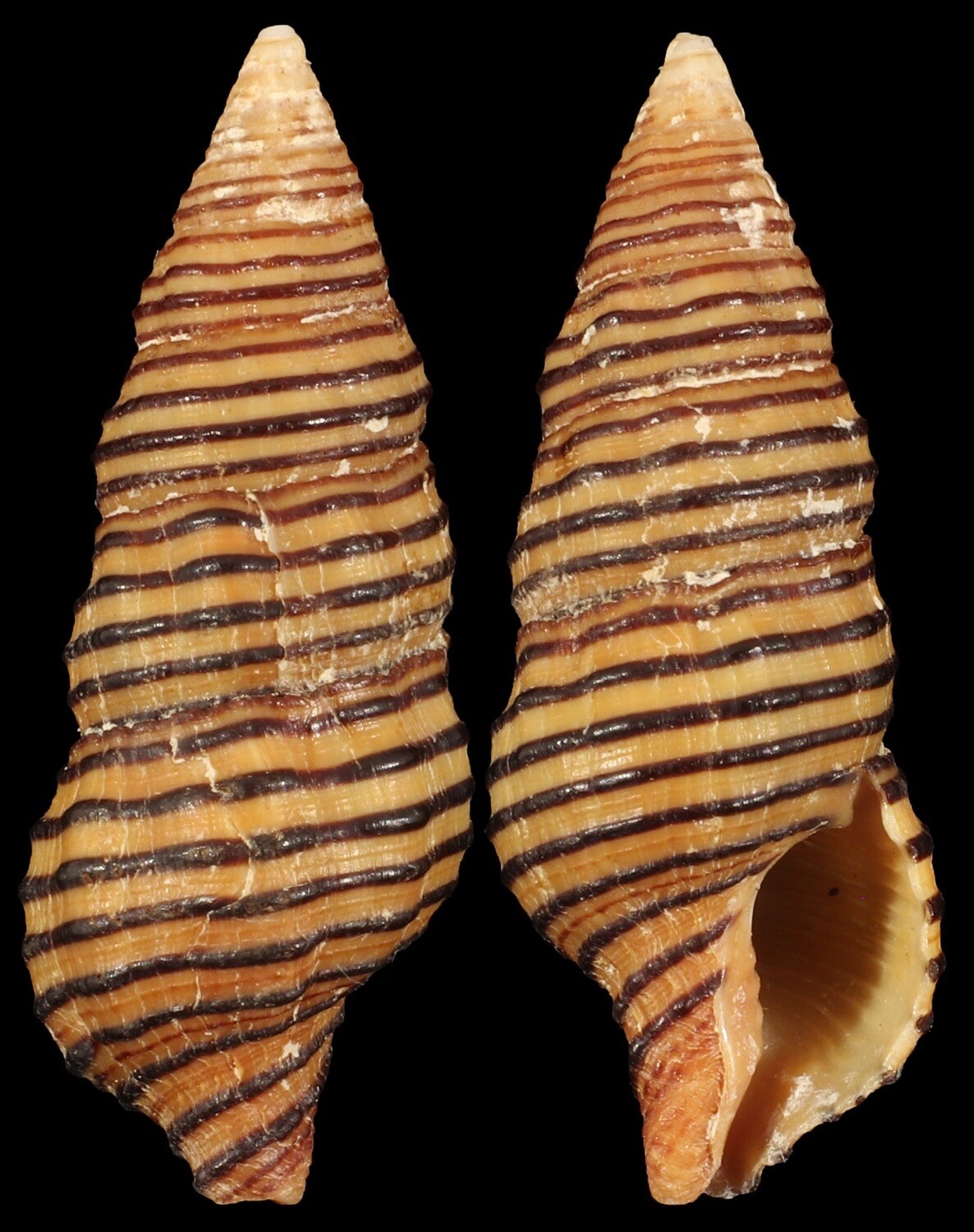 Turrilatirus turritus