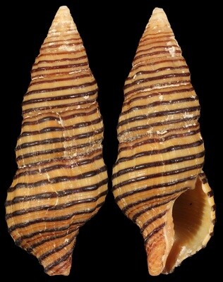 Turrilatirus turritus